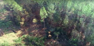 Drone Shot of Forest