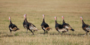 Wild Turkeys walking on leased land for hunting